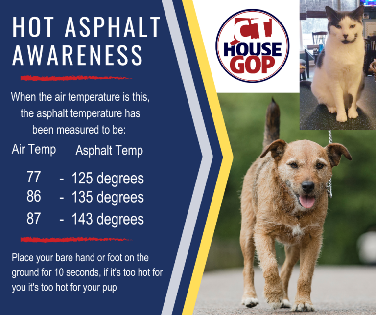 Hot Asphalt Awareness, Keep Your Pets SAFE!